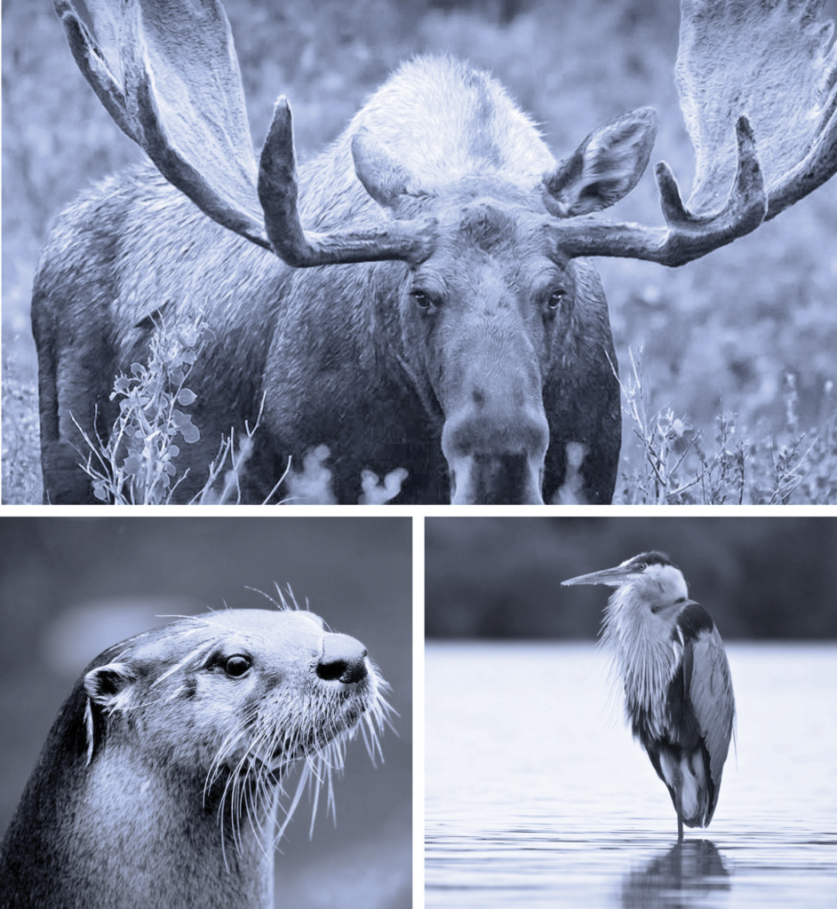 Animal Totems Advanced Online Study Program