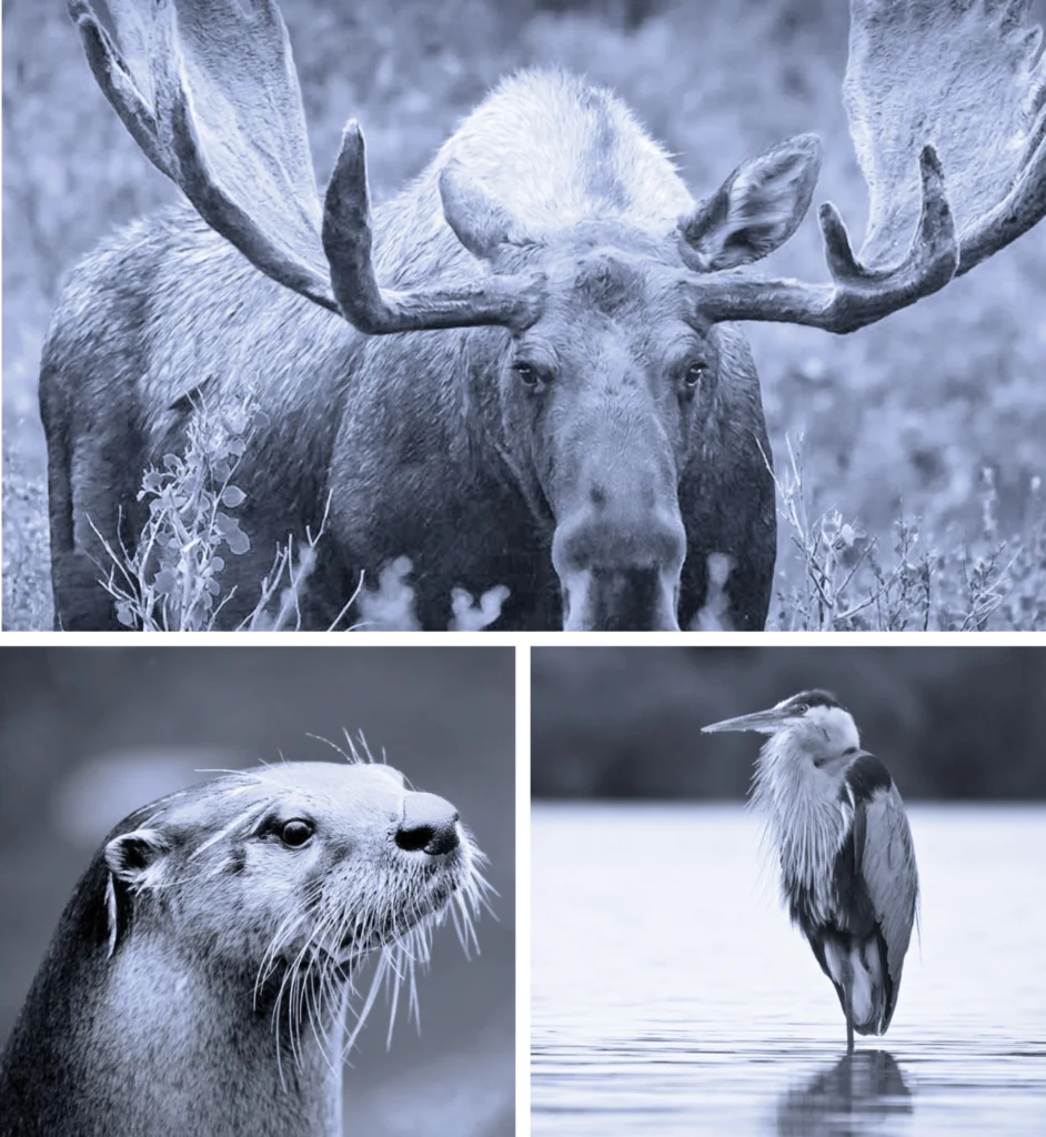 Animal Totems Advanced Online Study Program